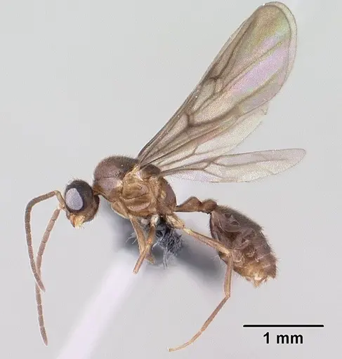 Monomorium termitobium - CASENT0147606