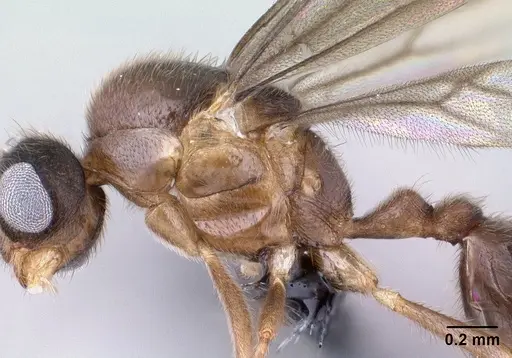 Monomorium termitobium - CASENT0147606