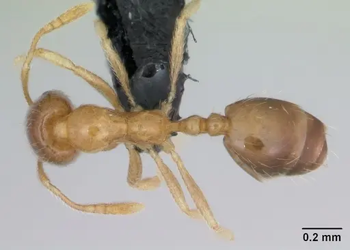 Monomorium termitobium - CASENT0173320