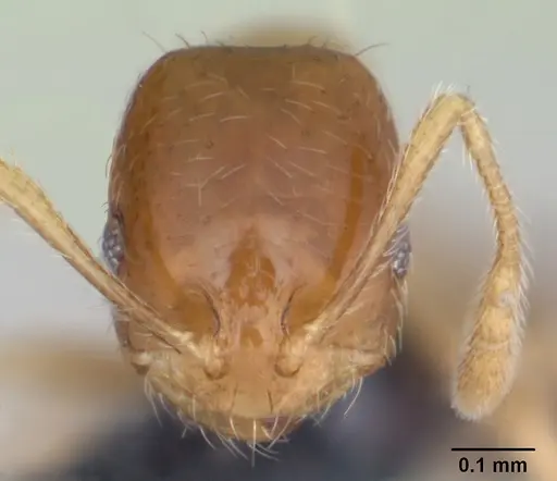 Monomorium termitobium - CASENT0173320