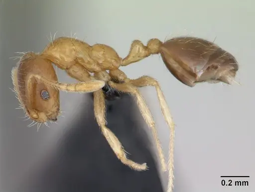 Monomorium termitobium - CASENT0173320