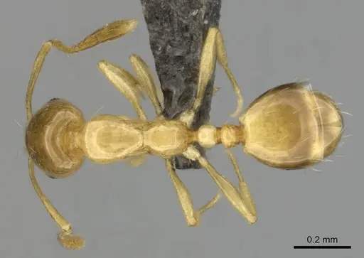 Monomorium termitobium - CASENT0256598