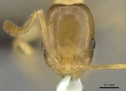 Monomorium termitobium - CASENT0256598