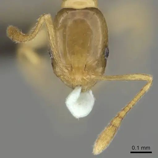 Monomorium termitobium - CASENT0256598