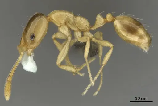 Monomorium termitobium - CASENT0256598