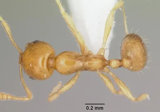 Monomorium termitobium - CASENT0412167
