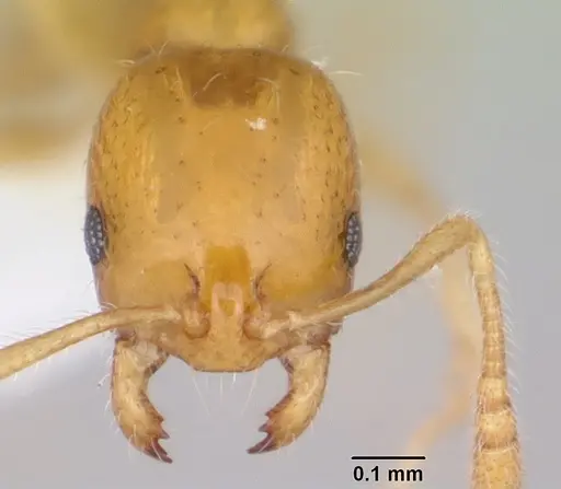 Monomorium termitobium - CASENT0412167