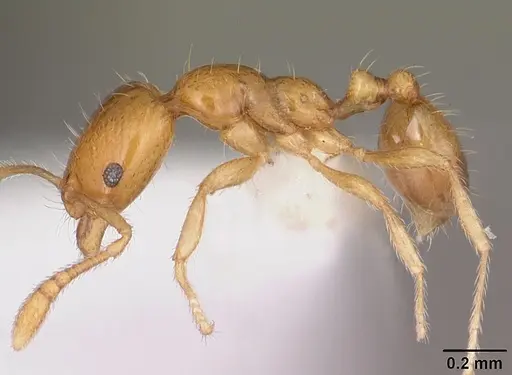 Monomorium termitobium - CASENT0412167