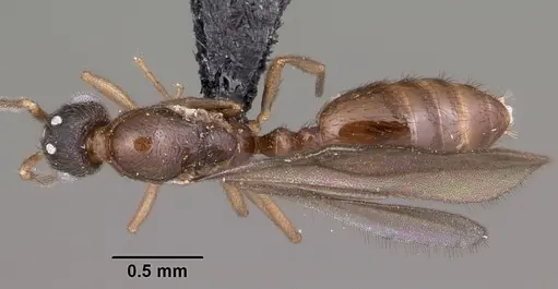 Monomorium termitobium - CASENT0460162