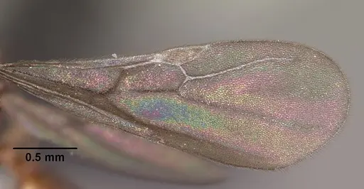 Monomorium termitobium - CASENT0460162