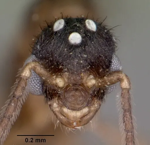 Monomorium termitobium - CASENT0460162