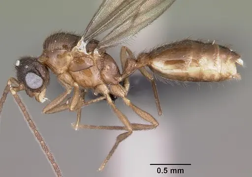 Monomorium termitobium - CASENT0460162