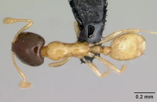 Monomorium termitobium - CASENT0470383