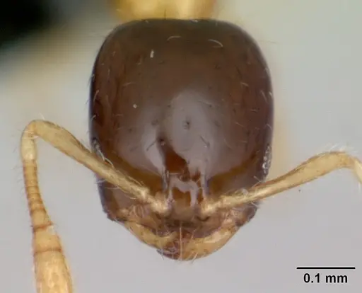 Monomorium termitobium - CASENT0470383