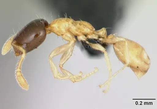 Monomorium termitobium - CASENT0470383