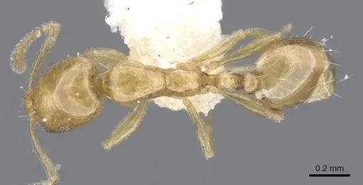 Monomorium termitobium - CASENT0902236