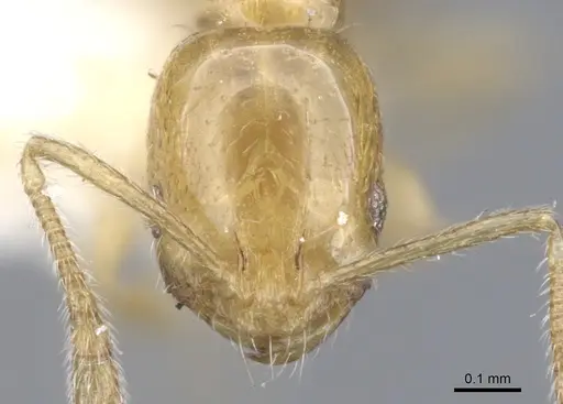 Monomorium termitobium - CASENT0902236