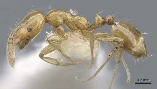 Monomorium termitobium - CASENT0902236