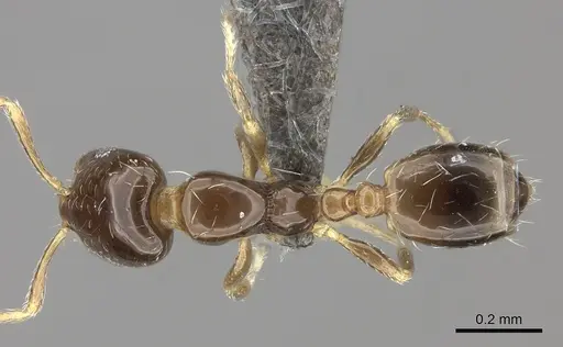 Monomorium torvicte specimen