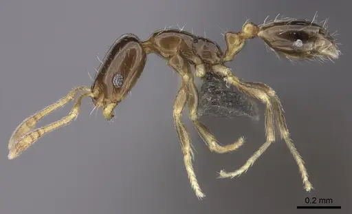 Monomorium torvicte specimen