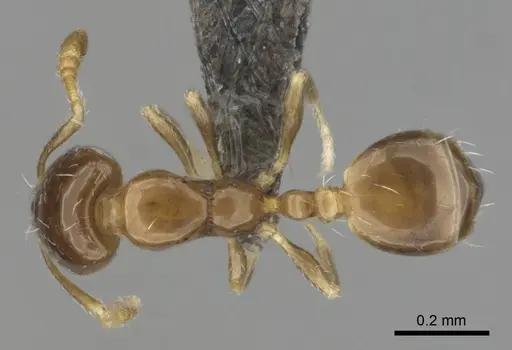 Monomorium torvicte - CASENT0253793