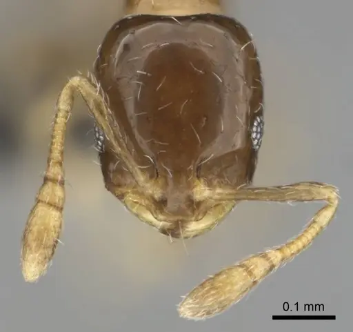 Monomorium torvicte - CASENT0253793