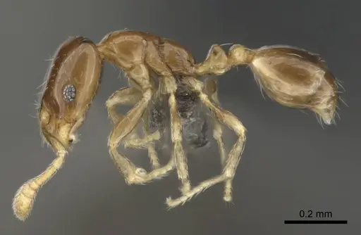 Monomorium torvicte - CASENT0253793