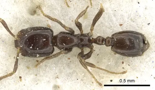 Monomorium torvicte - CASENT0902261