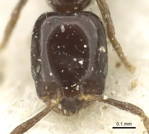 Monomorium torvicte - CASENT0902261