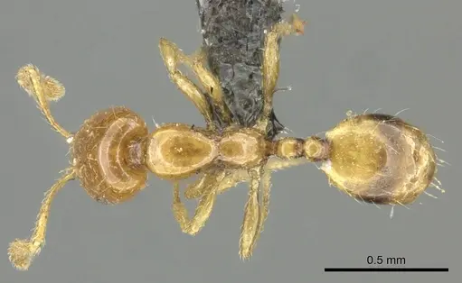 Monomorium trake specimen