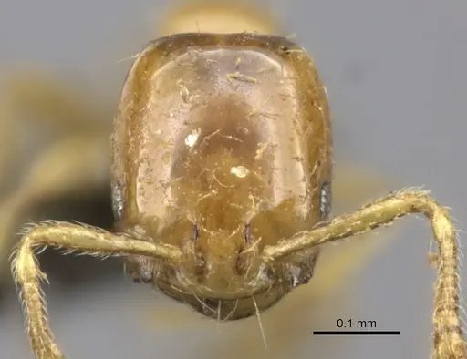 Monomorium trake specimen