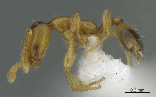 Monomorium trake - CASENT0400427