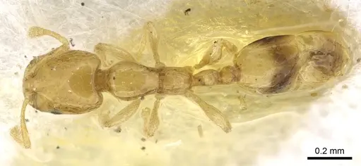 Monomorium trake - CASENT0902266