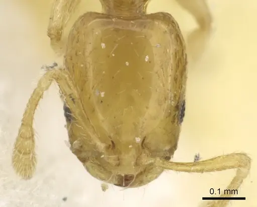 Monomorium trake - CASENT0902266