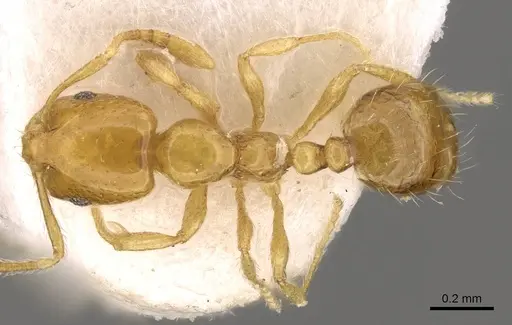 Monomorium triviale specimen