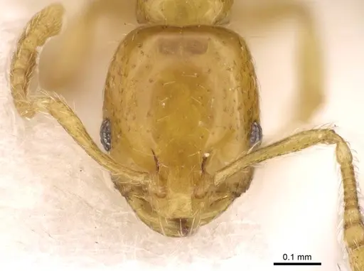 Monomorium triviale specimen