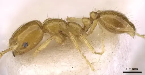 Monomorium triviale specimen