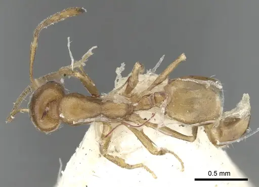 Monomorium tumaire specimen