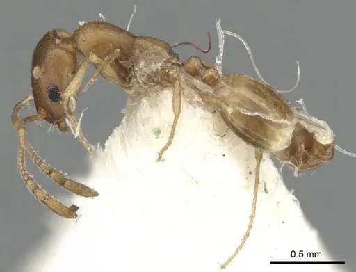 Monomorium tumaire specimen