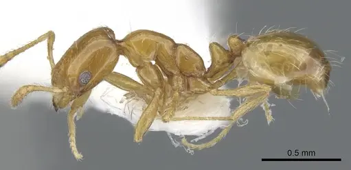 Monomorium tynsorum specimen