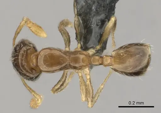 Monomorium vaguum specimen