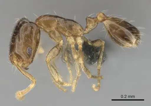 Monomorium vaguum specimen