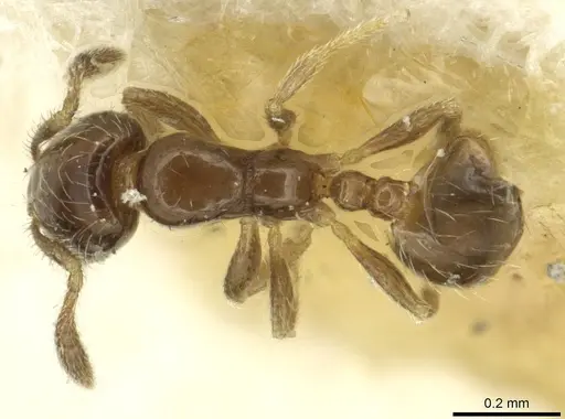 Monomorium vaguum - CASENT0913862