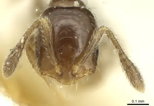 Monomorium vaguum - CASENT0913862