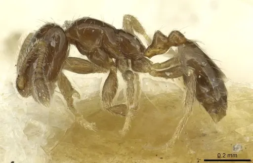 Monomorium vaguum - CASENT0913862
