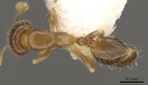 Monomorium vaguum - CASENT0914392