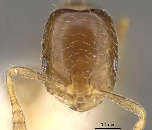 Monomorium vaguum - CASENT0914392