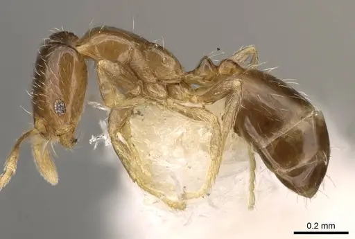 Monomorium vaguum - CASENT0914392