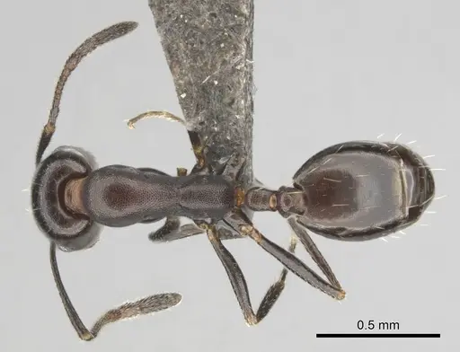 Monomorium vatranum specimen