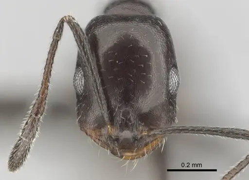 Monomorium vatranum specimen